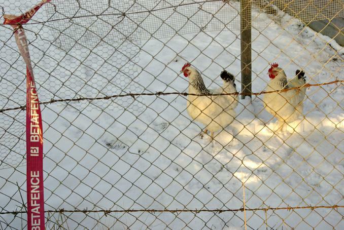 poules sussex. photo michel ducruet