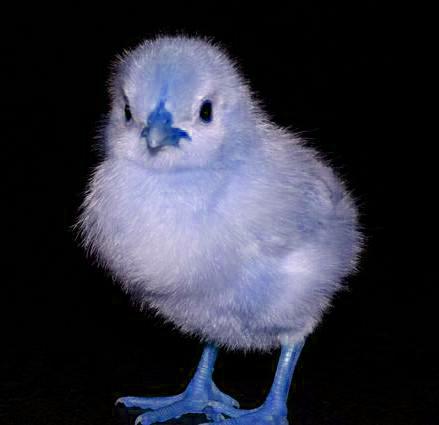 poussin bleu