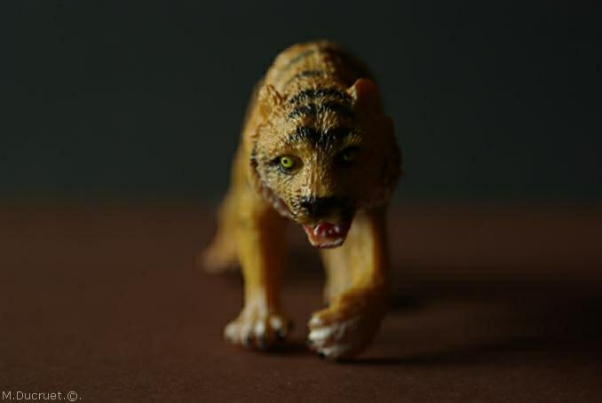tigre michel ducruet 2010