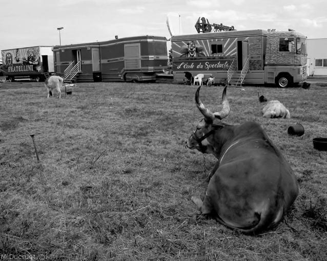 cirque Fratellini-zebu-photo michel ducruet-2010