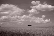 blé de juillet-normandie-photo michel ducruet-2010