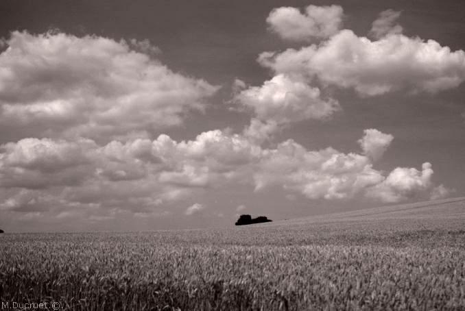 Les bls en juillet-Normandie-photo michel ducruet-2010