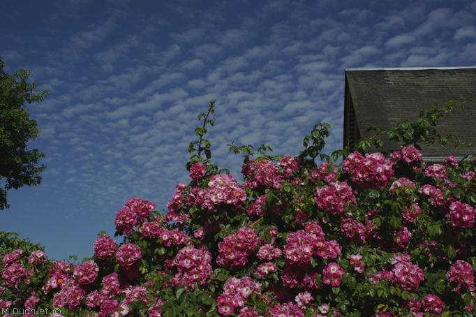 rosier american pillar-photo michel ducruet-2010