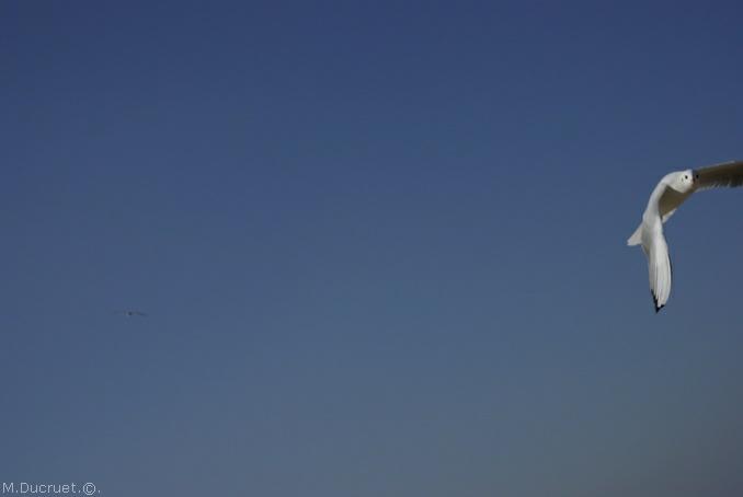 mouette en plein vol-photo michel ducruet-2010