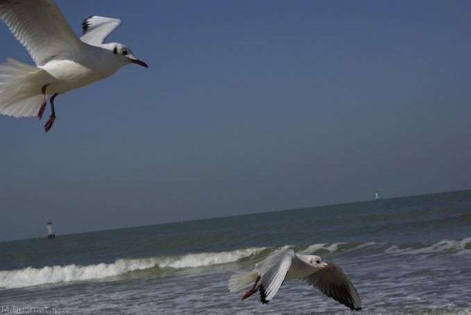 mouettes en vol-photo michel ducruet