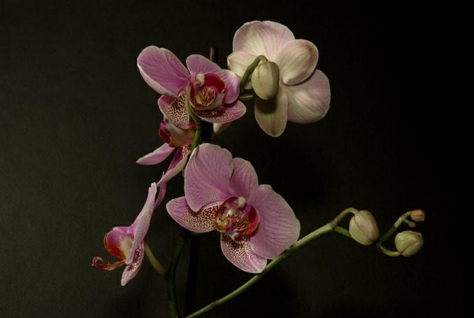 branche d'orchidee. photo michel ducruet