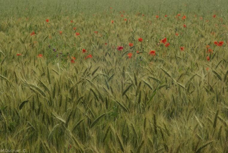 blé et coquelicots-2011-michel ducruet