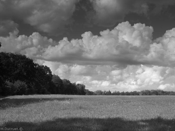 campagne du pays d'ouche-2011-michel ducruet