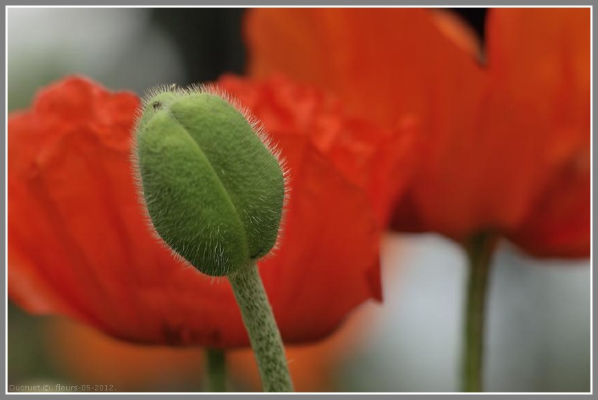 Iris, pavots, roses. photo michel ducruet. 2012