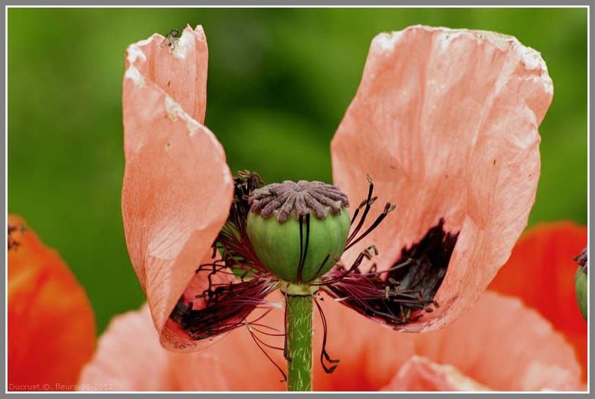 Iris, pavots, roses. photo michel ducruet. 2012