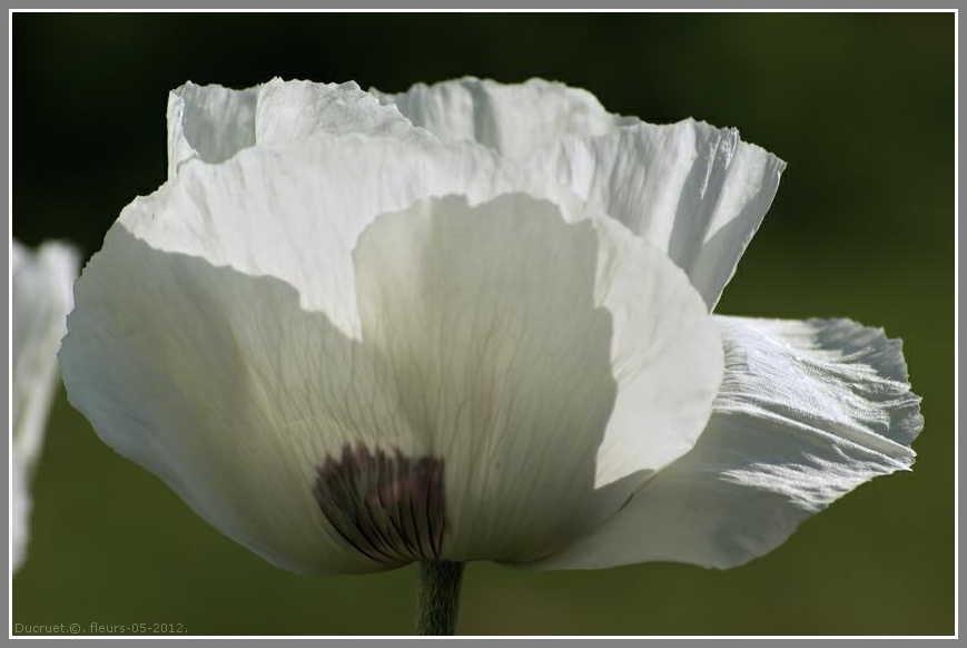 Iris, pavots, roses. photo michel ducruet. 2012