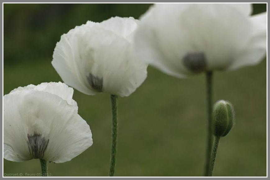 Iris, pavots, roses. photo michel ducruet. 2012