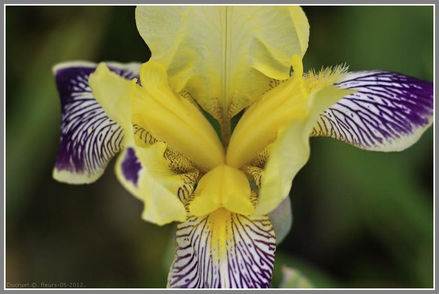 Iris, pavots, roses. photo michel ducruet. 2012