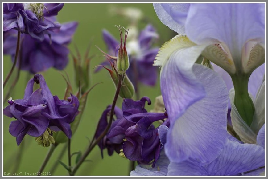 Iris, pavots, roses. photo michel ducruet. 2012