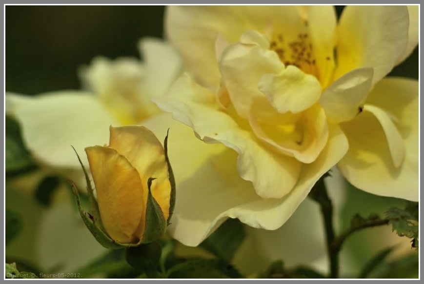 Iris, pavots, roses. photo michel ducruet. 2012