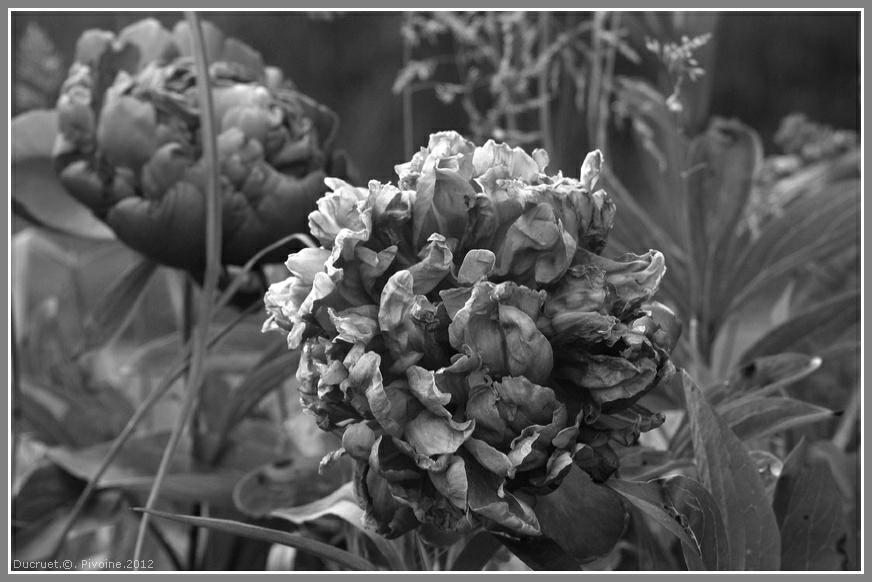 pivoine-photo michel ducruet-2012