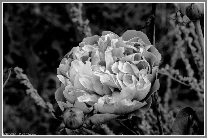 pivoine-photo michel ducruet-2012