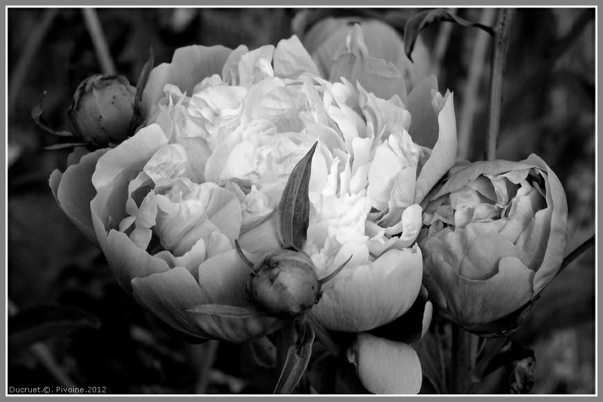 pivoine-photo michel ducruet-2012