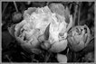 pivoine-photo michel ducruet-2012