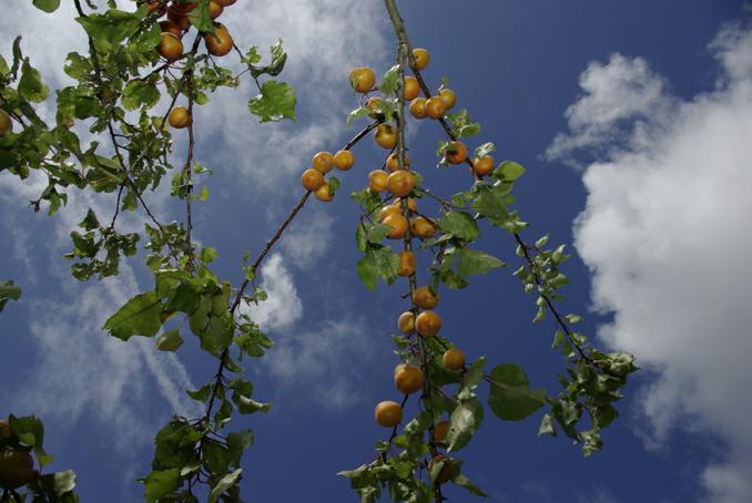abricots sur l'arbre. photo michel ducruet