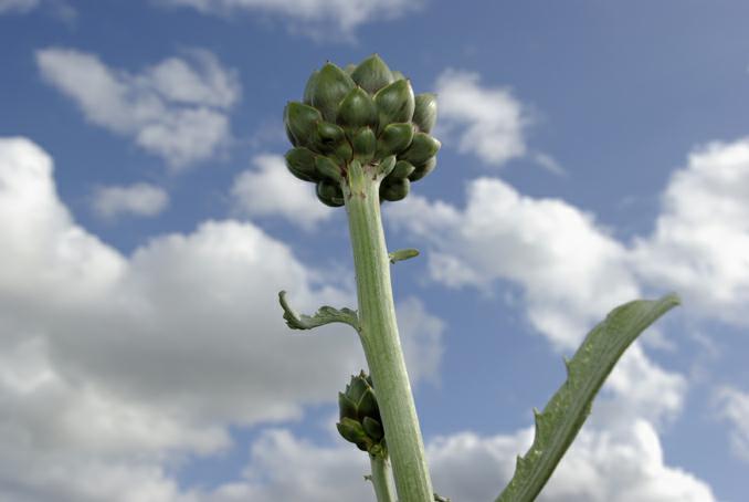 artichaud du jardin. photo michel ducruet. verneusses