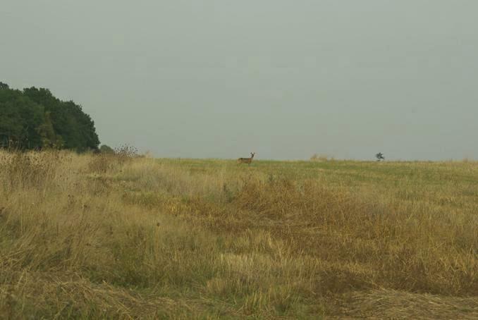 biche. Verneusses. photo michel ducruet.