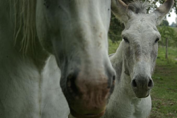 deux nes blancs.