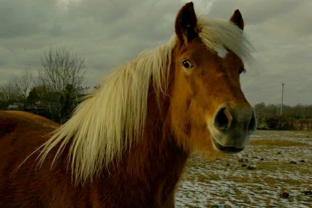 curieux cheval-2009-md