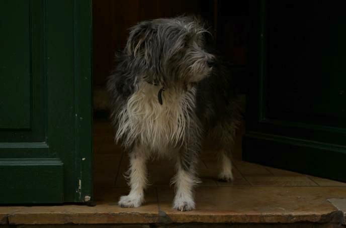 chien devant sa porte