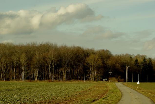 paysage normand. coin d'un bois. photo michel ducruet