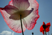 coquelicots transparents. photo michel ducruet.2009.