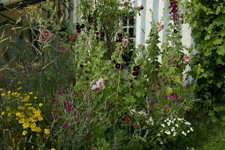 fleurs et colombages bleus. verneusses. photo mochel ducruet.2009