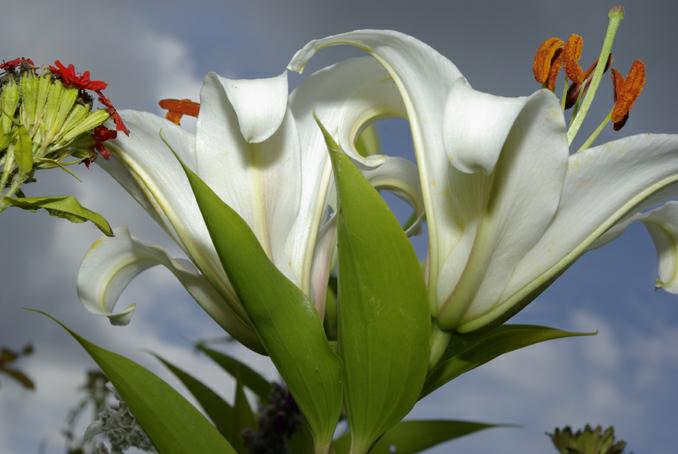 lys-blancs. photo michel ducruet