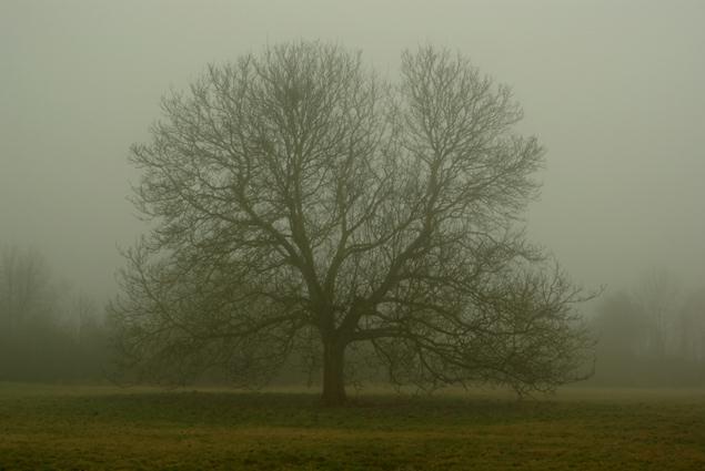 Noyer dans la brume. photo michel ducruet