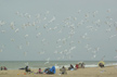 mouettes  plage d'Houlgate. photo michel ducruet