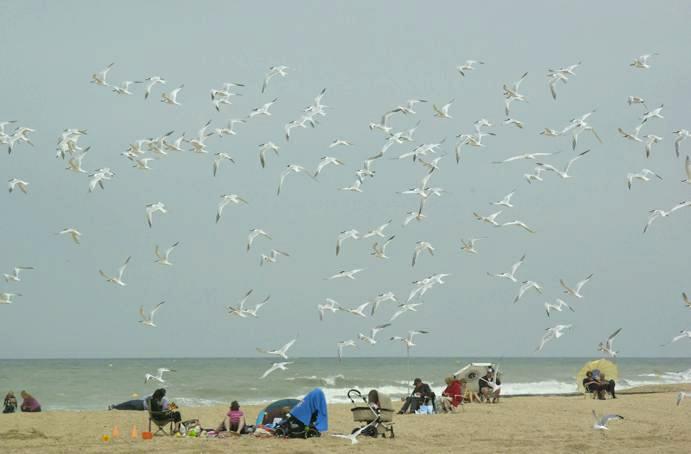 mouettes et vacanciers. plage d'Houlgate. photo michel ducruet.