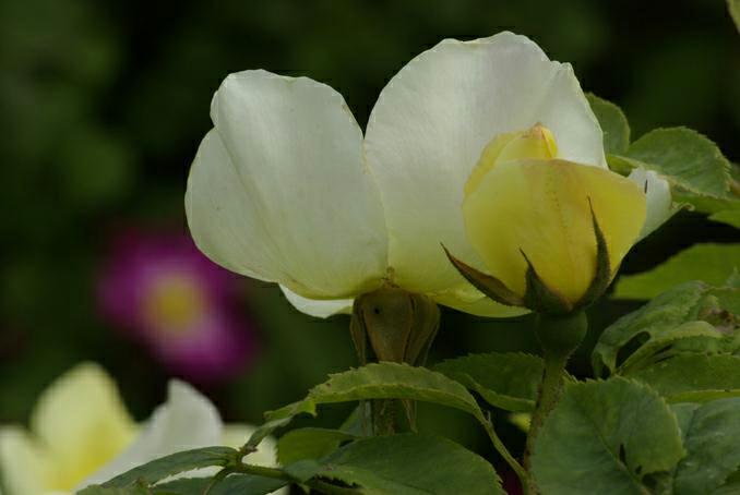 rose d'arabie. photo michel ducruet.