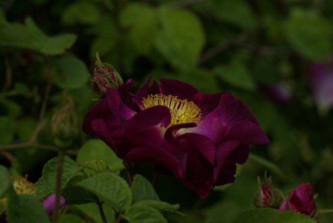 rose belle sultane. photo avec diffuseur. michel ducruet.