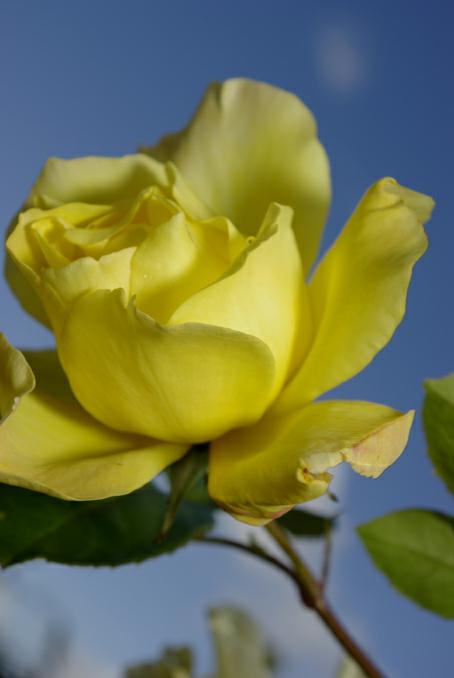 rose jaune sur fond de ciel . photo michel ducruet