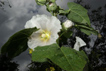 rose tmire sur fond de ciel gris. photo michel ducruet.