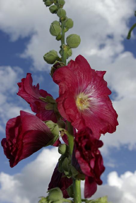 rose trmire sur fond de ciel. photo michel ducruet