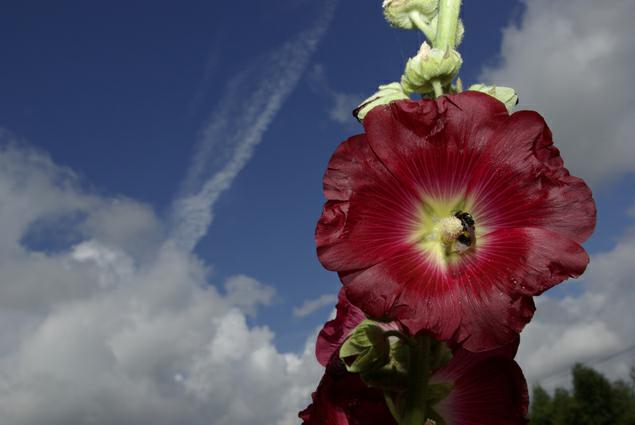 rose tremire. Normandie. photo michel ducruet