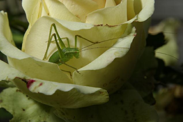 sauterelle dans une rose. verneusses. photo mochel ducruet.