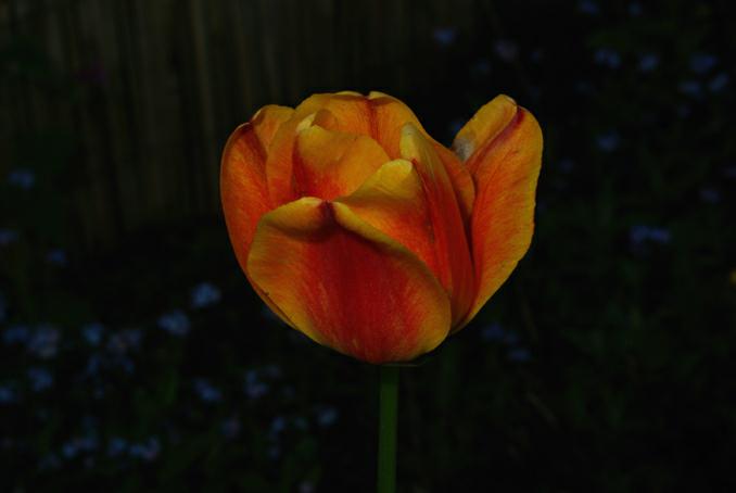 tulipe orange. myosotis. photo avec diffuseur. michel ducruet.