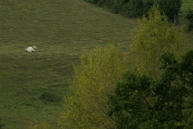 solitude proche de Livarot. photo michel ducruet