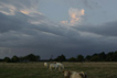 troupeau, le soir en normandie... photo michel ducruet