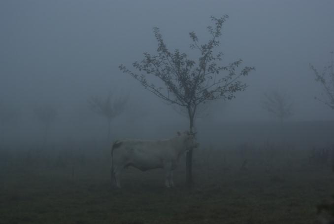 herbage au petit matin. Verneusses. photo michel ducruet