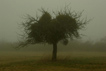 vieux pommier. photo michel ducruet