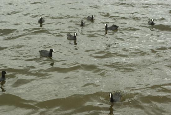 Rotterdam, moor-hens, photo michel Ducruet