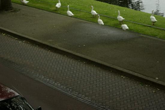 Rotterdam, gooses walking, photo michel Ducruet